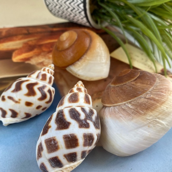4 PCS Hermit Crab Shells Growth Seashell Large Conch Opening Size 0.8''-1.2'' fo - Picture 4 of 7